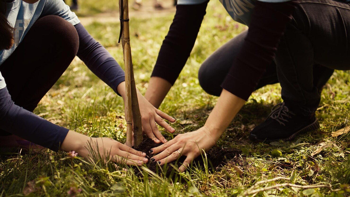 Coconut Tree Plantation Program