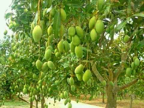 Mango Plantation Program
